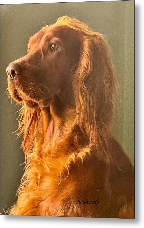 Aine the Regal Irish Setter - Metal Print