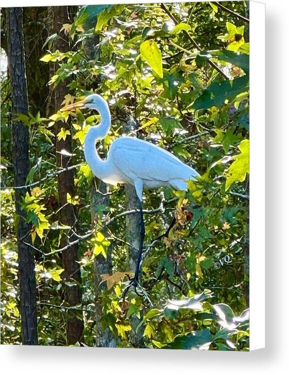 Egret Posing Among Lush Foliage - Canvas Print