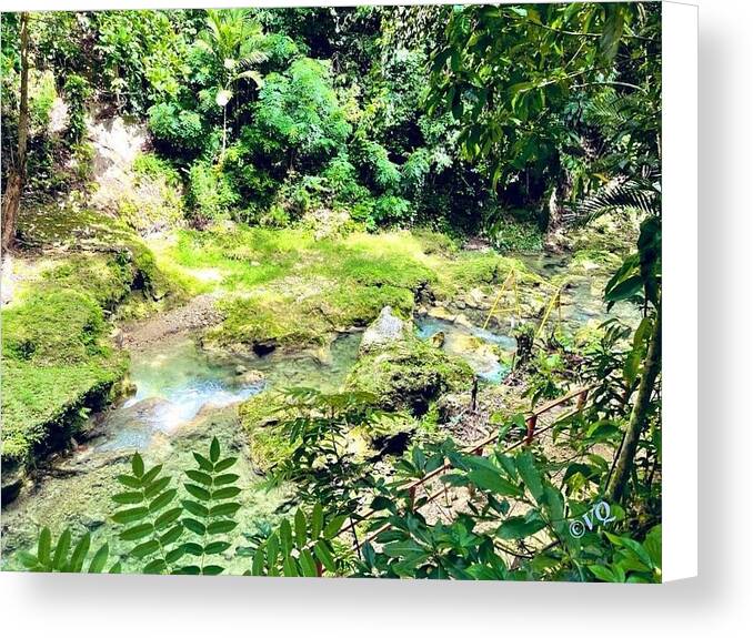 Lush Jungle Stream - Canvas Print