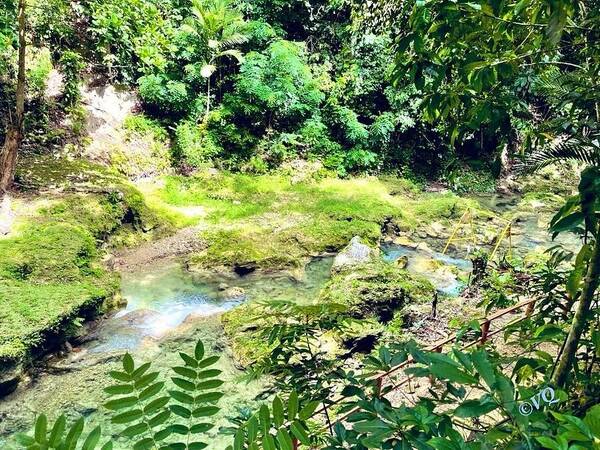 Lush Jungle Stream - Art Print