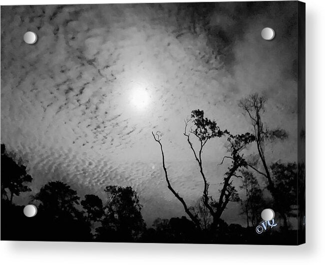 Moonlit Night with Silhouetted Trees - Acrylic Print