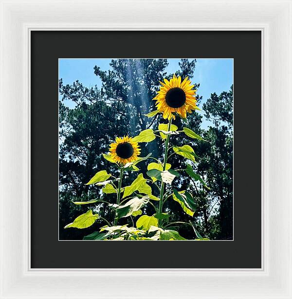 Sunflowers Reaching Towards the Sky - Framed Print