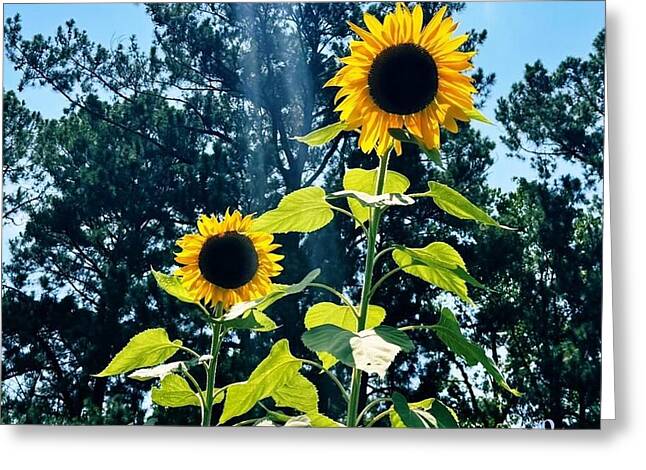 Sunflowers Reaching Towards the Sky - Greeting Card