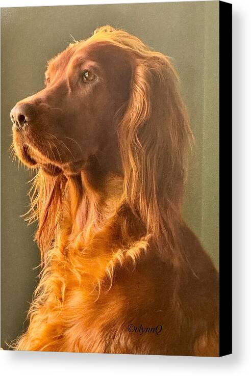 Aine the Regal Irish Setter - Canvas Print