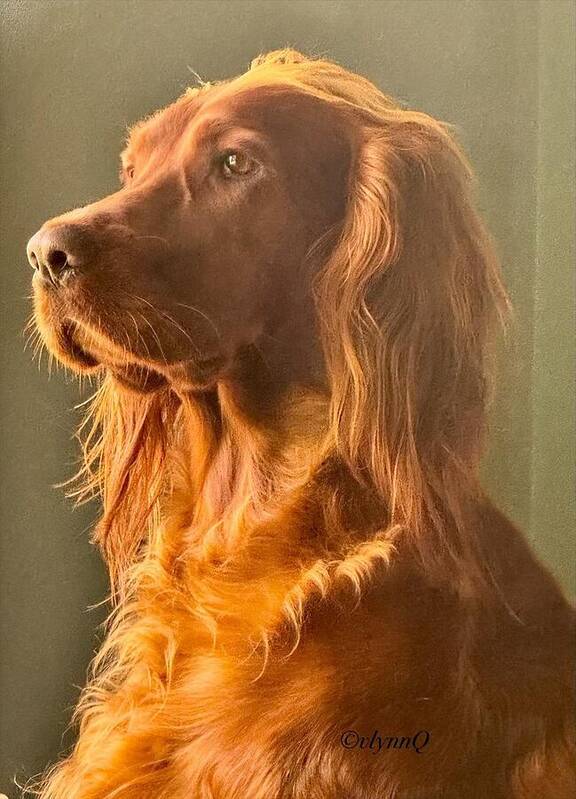 Aine the Regal Irish Setter - Art Print