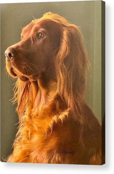 Aine the Regal Irish Setter - Acrylic Print