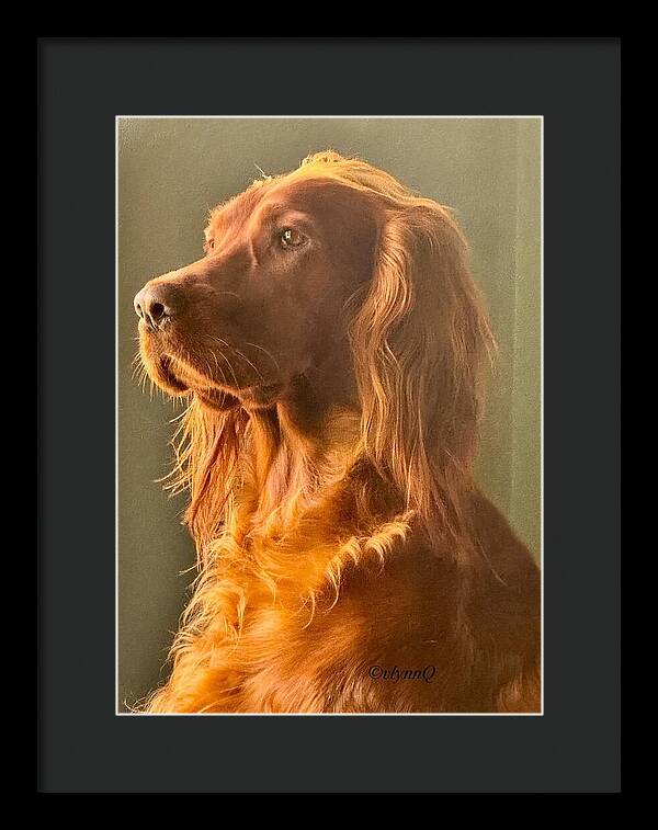 Aine the Regal Irish Setter - Framed Print