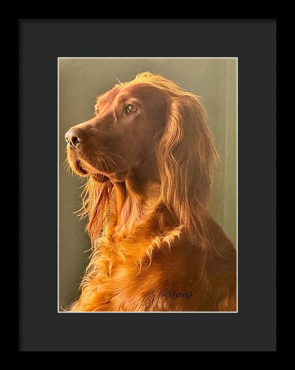 Aine the Regal Irish Setter - Framed Print