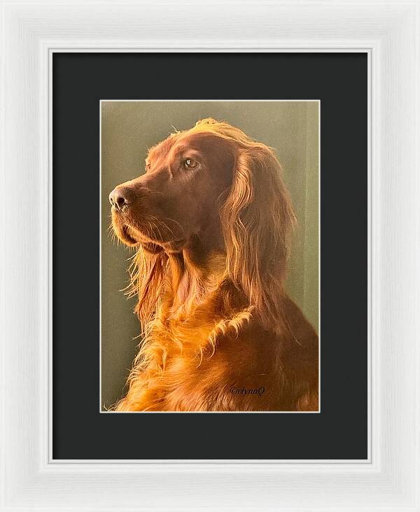 Aine the Regal Irish Setter - Framed Print