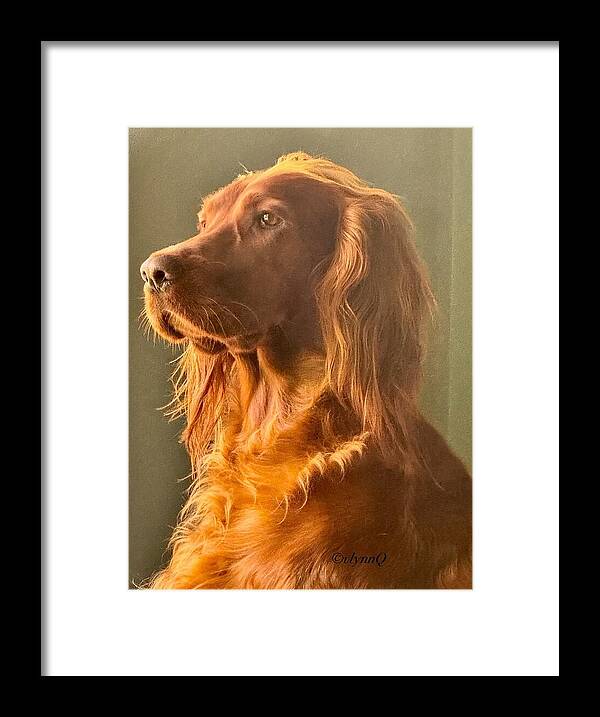Aine the Regal Irish Setter - Framed Print