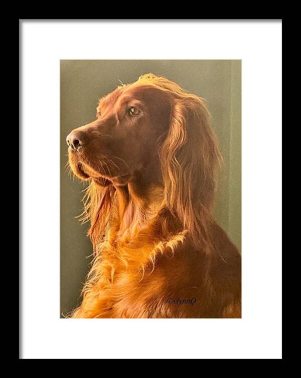 Aine the Regal Irish Setter - Framed Print