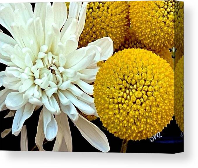 Chrysanthemum and Yellow Spheres - Canvas Print