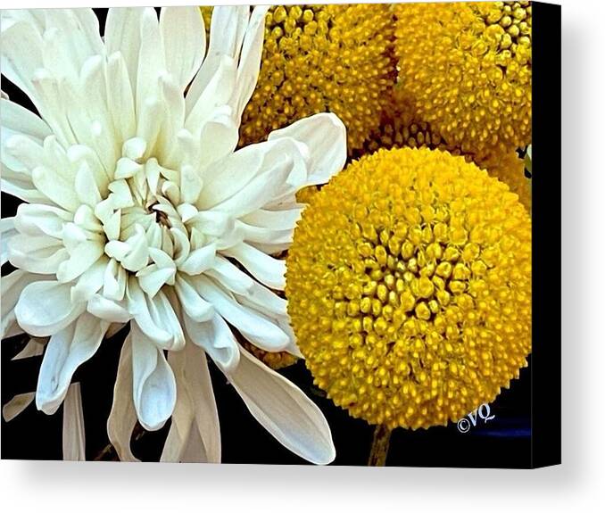 Chrysanthemum and Yellow Spheres - Canvas Print