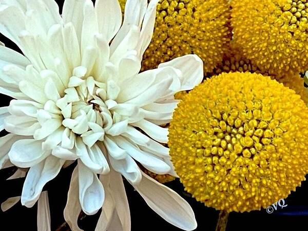Chrysanthemum and Yellow Spheres - Art Print