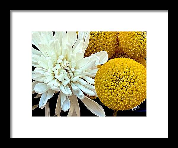 Chrysanthemum and Yellow Spheres - Framed Print