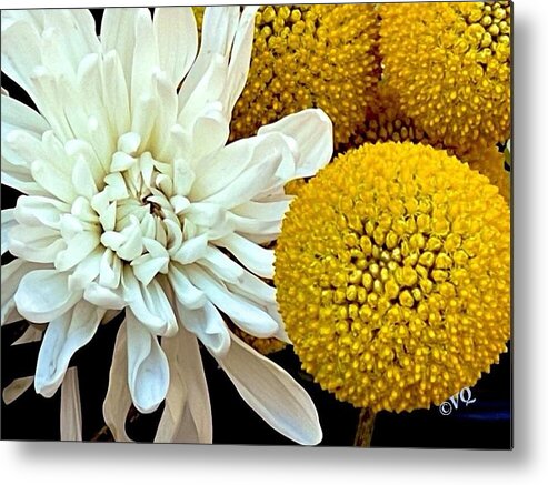 Chrysanthemum and Yellow Spheres - Metal Print