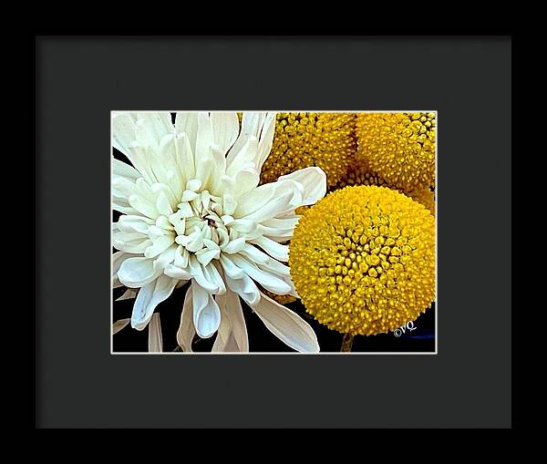 Chrysanthemum and Yellow Spheres - Framed Print