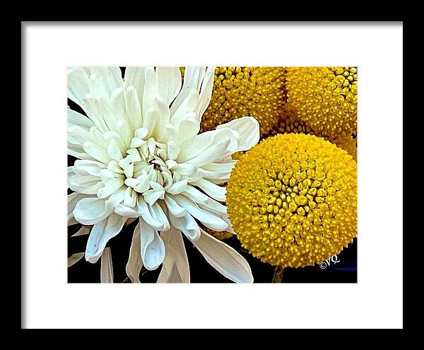 Chrysanthemum and Yellow Spheres - Framed Print