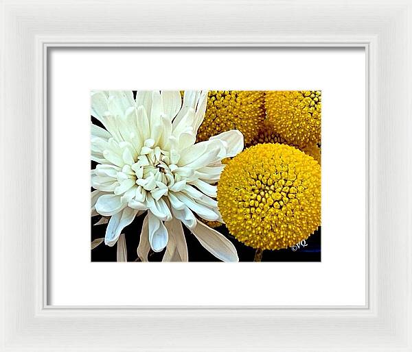 Chrysanthemum and Yellow Spheres - Framed Print