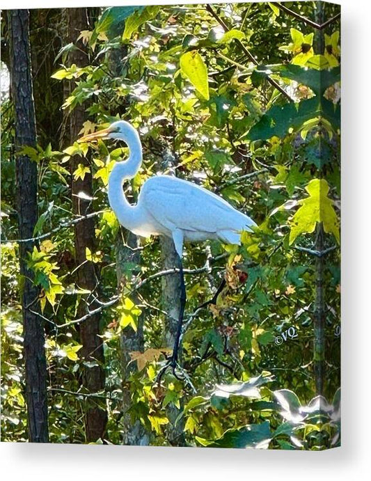 Egret Posing Among Lush Foliage - Canvas Print