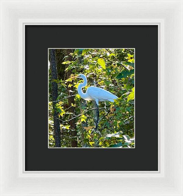 Egret Posing Among Lush Foliage - Framed Print