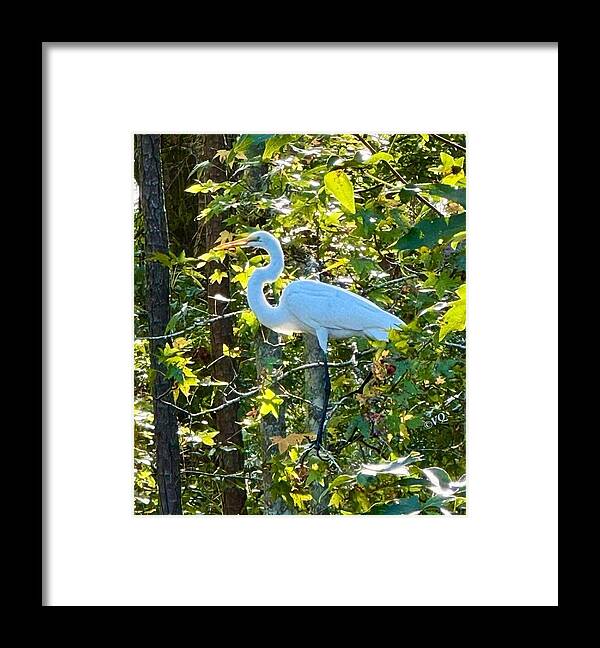 Egret Posing Among Lush Foliage - Framed Print