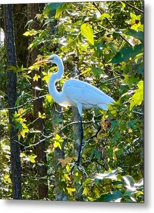 Egret Posing Among Lush Foliage - Metal Print