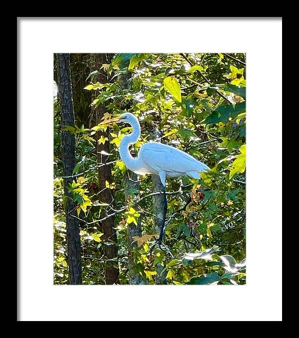 Egret Posing Among Lush Foliage - Framed Print