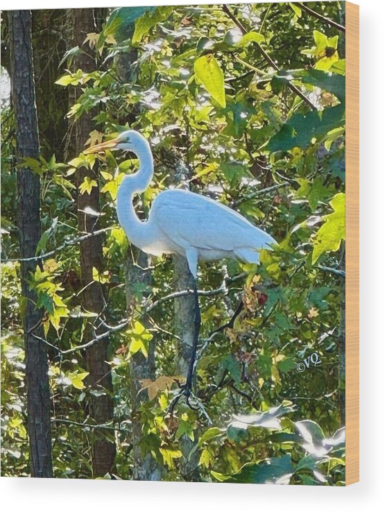 Egret Posing Among Lush Foliage - Wood Print