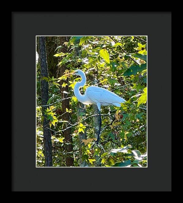 Egret Posing Among Lush Foliage - Framed Print