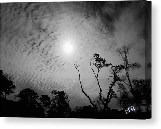Moonlit Night with Silhouetted Trees - Canvas Print