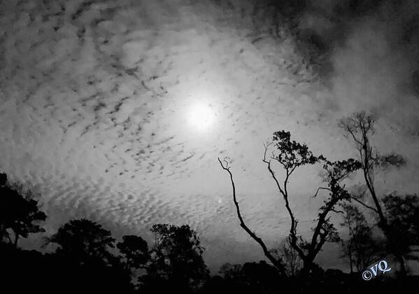 Moonlit Night with Silhouetted Trees - Art Print