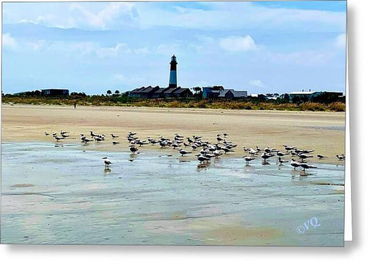 Seagulls on a Sandy Shoreline - Greeting Card