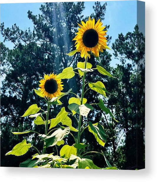 Sunflowers Reaching Towards the Sky - Canvas Print