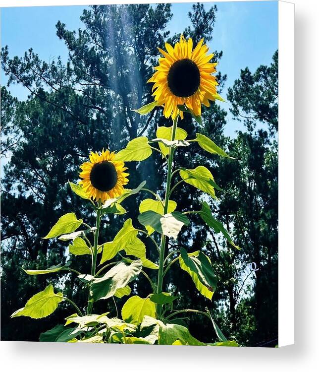 Sunflowers Reaching Towards the Sky - Canvas Print
