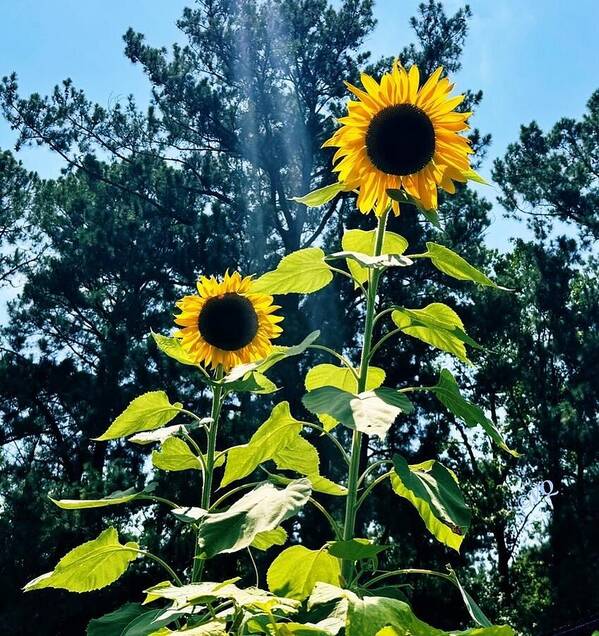 Sunflowers Reaching Towards the Sky - Art Print