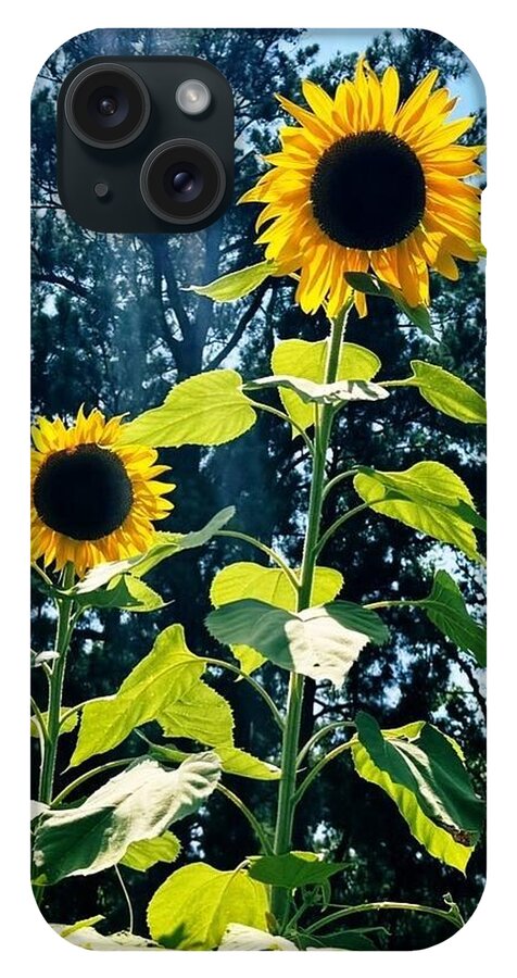 Sunflowers Reaching Towards the Sky - Phone Case