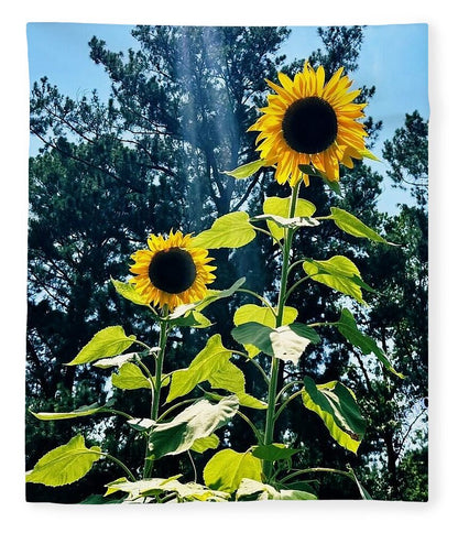 Sunflowers Reaching Towards the Sky - Blanket