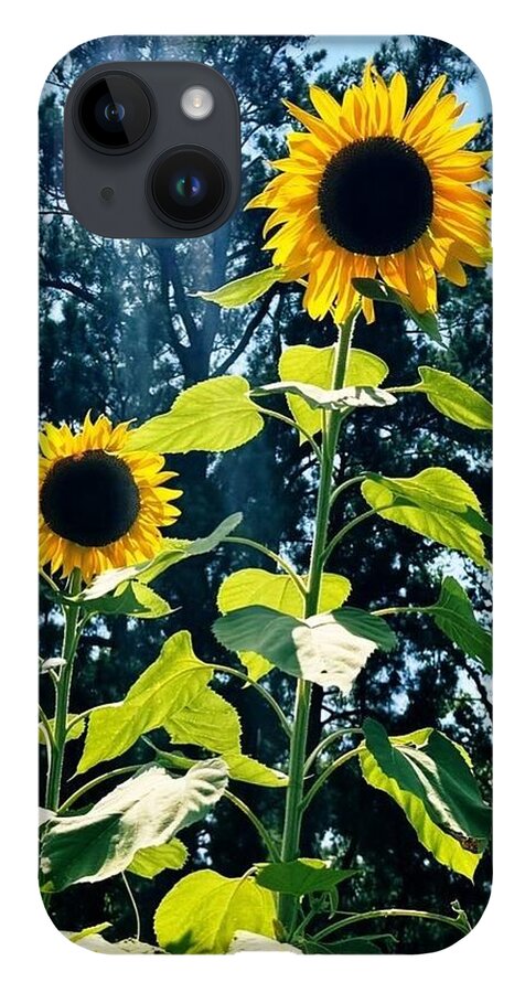 Sunflowers Reaching Towards the Sky - Phone Case