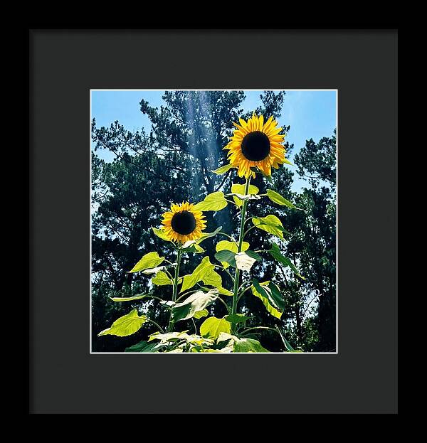 Sunflowers Reaching Towards the Sky - Framed Print