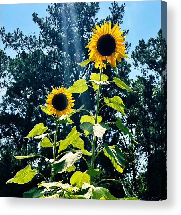 Sunflowers Reaching Towards the Sky - Acrylic Print