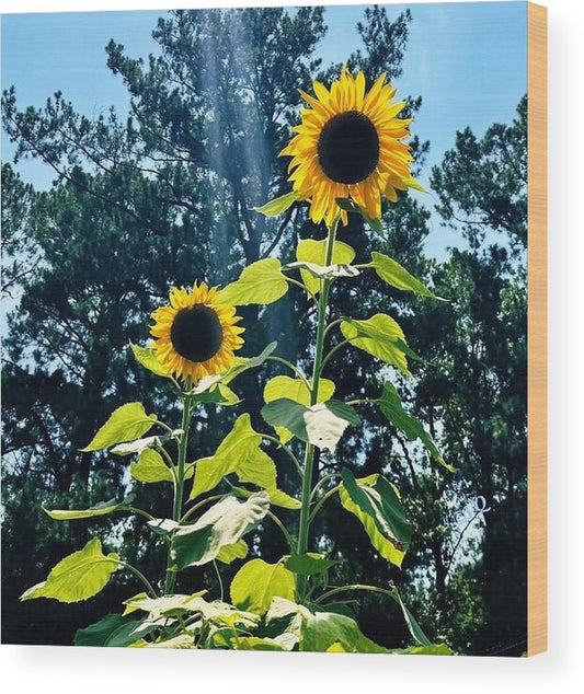 Sunflowers Reaching Towards the Sky - Wood Print