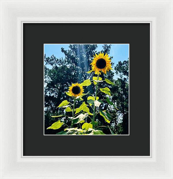 Sunflowers Reaching Towards the Sky - Framed Print