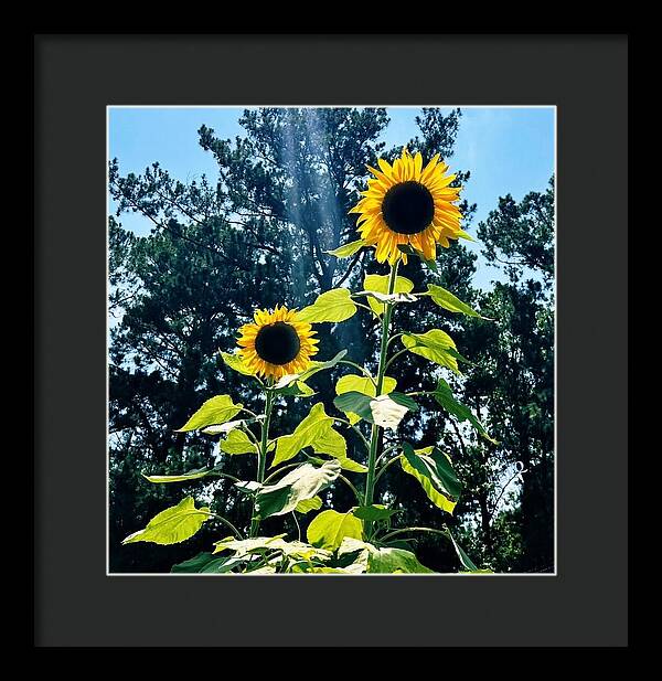 Sunflowers Reaching Towards the Sky - Framed Print