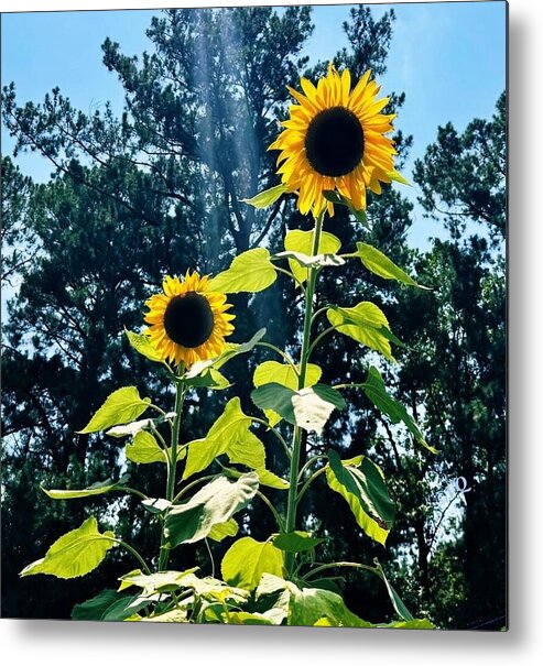 Sunflowers Reaching Towards the Sky - Metal Print