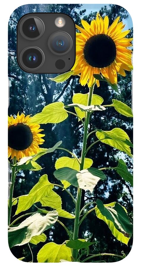 Sunflowers Reaching Towards the Sky - Phone Case