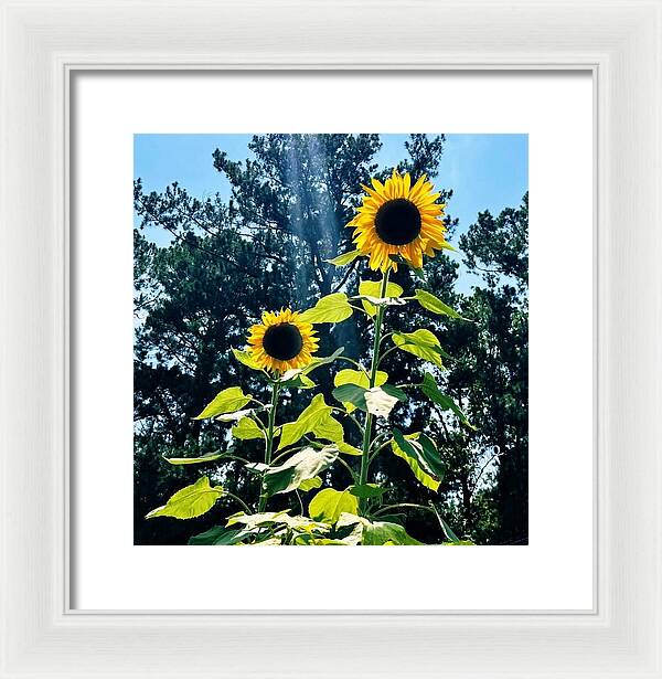 Sunflowers Reaching Towards the Sky - Framed Print
