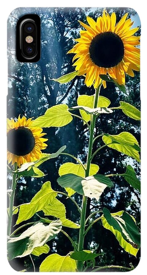 Sunflowers Reaching Towards the Sky - Phone Case