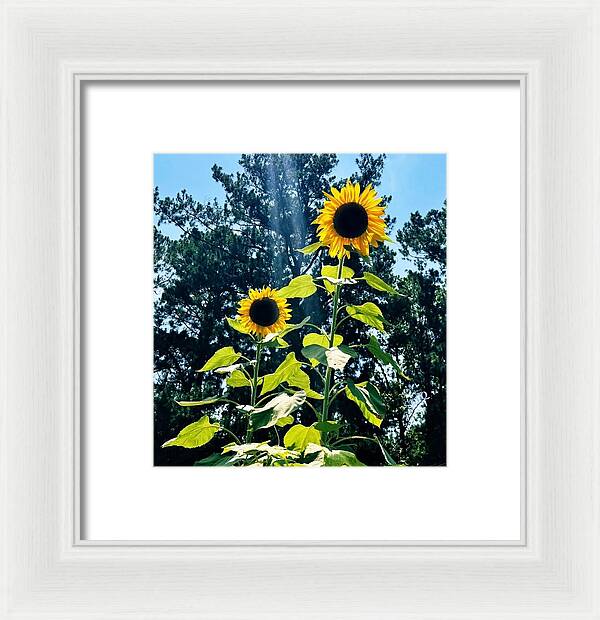 Sunflowers Reaching Towards the Sky - Framed Print