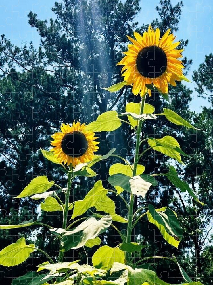 Sunflowers Reaching Towards the Sky - Puzzle